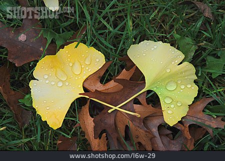 
                Herbstlich, Ginkgoblatt                   