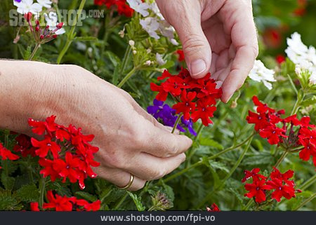 
                Gardening, Flower Care, Verbena                   