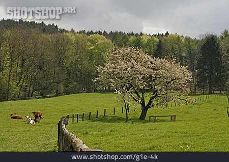 
                Kirschblüte, Kuhwiese                   