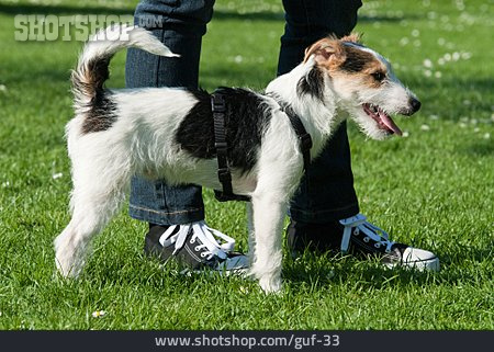 
                Parson-russell-terrier, Hundeschule                   
