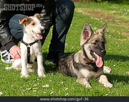 
                Schäferhund, Parson Russell Terrier, Hundeschule                   