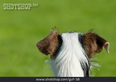
                Hund, Parson Russell Terrier, Hinterkopf                   