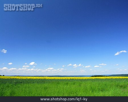 
                Horizont, Wiese, Rapsfeld                   