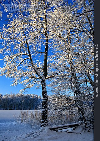 
                Baum, Winter, Liepnitzsee                   