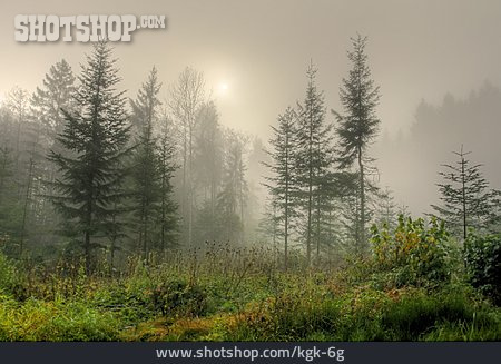 
                Wald, Nebel                   