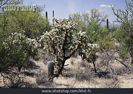 
                Kaktus, Saguaro-nationalpark, Cholla-kaktus                   