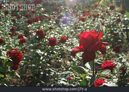 
                Rose, Rosengarten, Rosenbeet                   