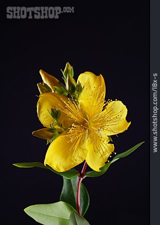 
                Blüte, Johanniskraut                   