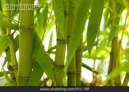 
                Bambus, Bambusrohr, Bambusblatt                   