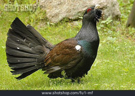
                Western Capercaillie                   