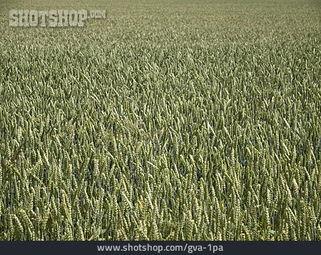 
                Weizenfeld, Getreideanbau                   