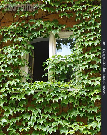 
                Wilder Wein, Kletterpflanze, Fassadenbegrünung                   