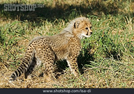 
                Gepard, Gepardenbaby                   