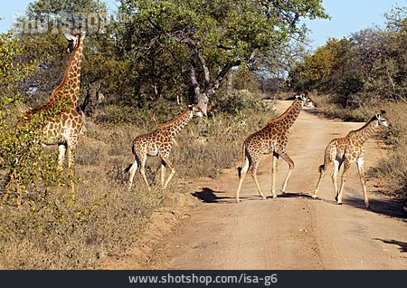 
                Giraffe, überqueren                   