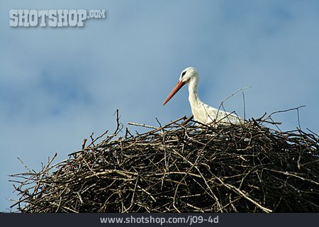 
                Storch, Weißstorch, Storchennest                   