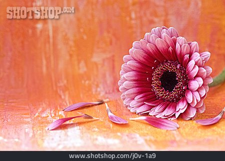 
                Blütenblatt, Gerbera, Gerberablüte                   