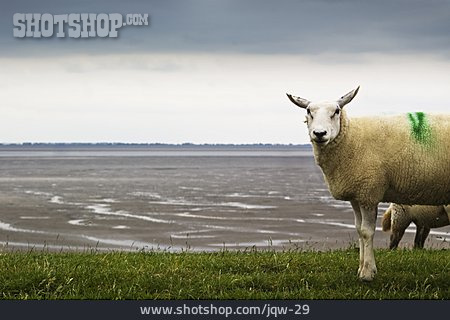 
                Schaf, Wattenmeer, Schafweide                   