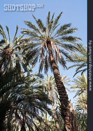 
                Tropisch, Palme, Tunesien                   