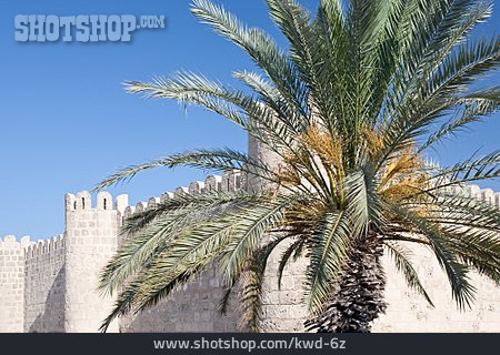 
                Palme, Festung, Tunesien                   