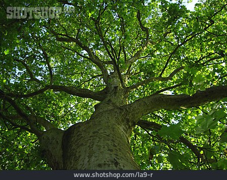 
                Baum, Ahorn                   