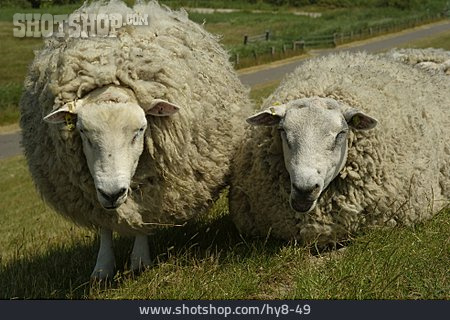 
                Tierpärchen, Schaf, Deichschafe                   
