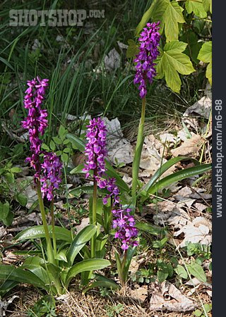 
                Orchidee, Helm-knabenkraut                   