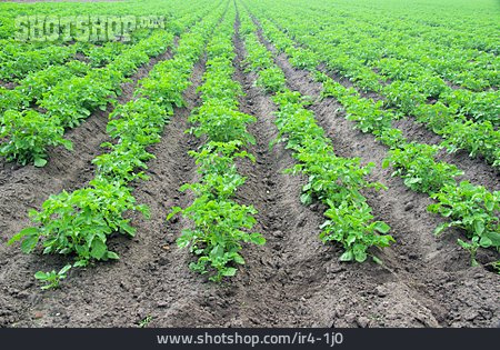 
                Feld, Kartoffelpflanze                   