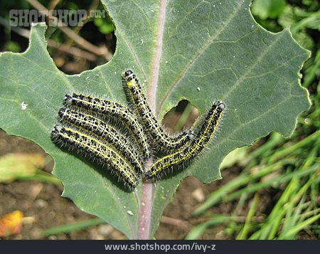 
                Caterpillar, Folivore                   