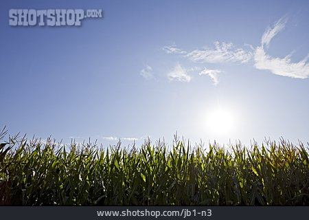 
                Sonne, Maisfeld, Maispflanze                   