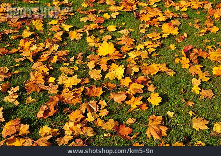 
                Blätter, Herbst, Herbstlaub                   