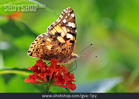 
                Schmetterling, Kleiner Fuchs                   