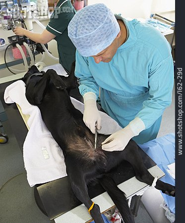 
                Operation, Tierarzt, Kastration                   
