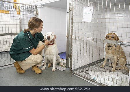 
                Labrador, Hundezwinger, Tierklinik, Tierpflegerin                   