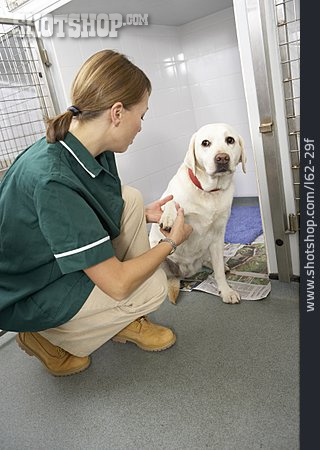 
                Labrador, Tieruntersuchung, Tierpflegerin                   