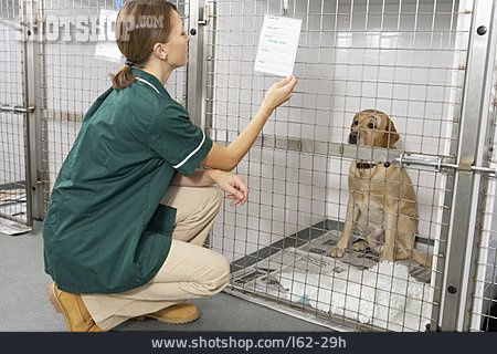 
                Hundezwinger, Tierklinik, Tierpflegerin                   