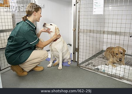 
                Labrador, Hundezwinger, Tieruntersuchung, Tierpflegerin                   