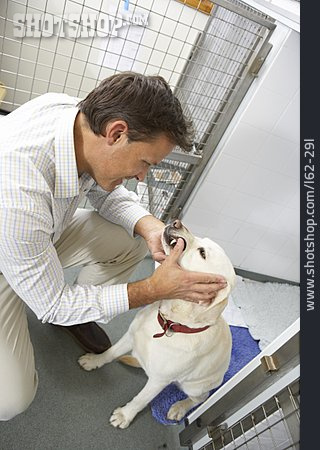 
                Labrador, Tierarzt, Tieruntersuchung                   