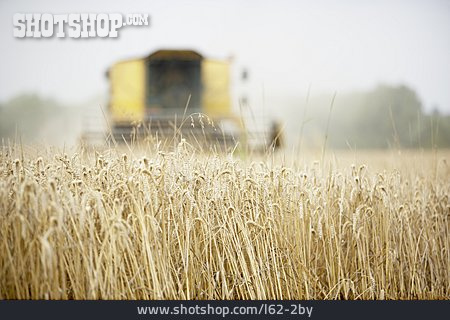 
                Landwirtschaft, Ernte, Getreidefeld, Weizenernte                   