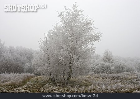 
                Baum, Raureif, Winterlich                   