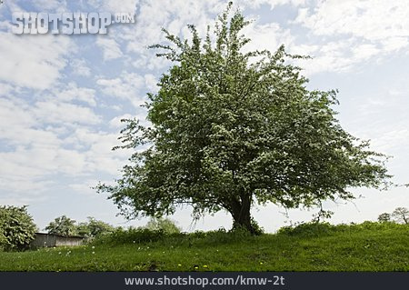 
                Baum, Weißdorn                   