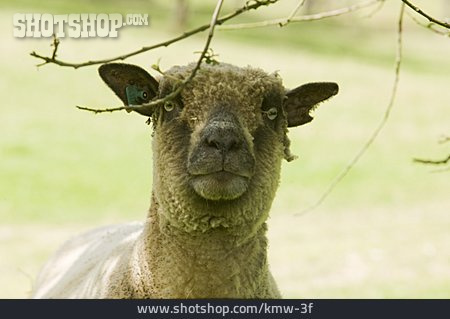 
                Schaf, Tierporträt                   
