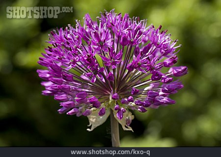 
                Allium, Zwiebelblüte                   