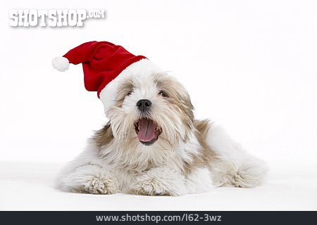 
                Hund, Weihnachtsmütze, Verkleidet                   