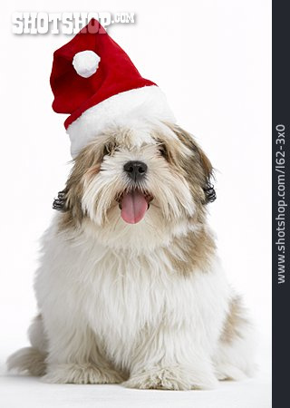 
                Hund, Weihnachtsmütze, Verkleidet                   