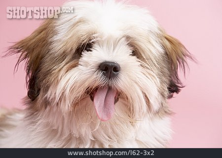
                Hund, Tierporträt, Lhasa Apso                   