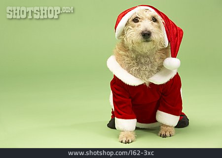 
                Weihnachten, Hund, Verkleidet, Humor & Skurril                   