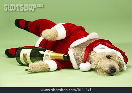 
                Weihnachten, Hund, Betrunken, Verkleidet, Humor & Skurril                   