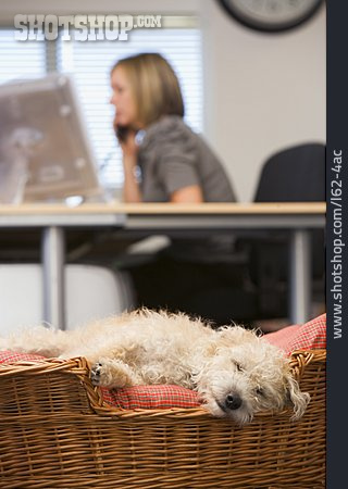 
                Hund, Bürohund                   