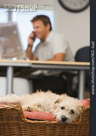 
                Büro & Office, Hund, Bürohund                   
