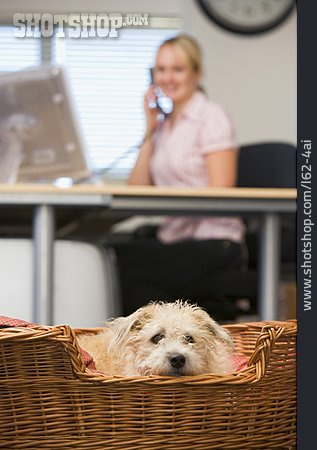 
                Langeweile, Hund, Bürohund                   